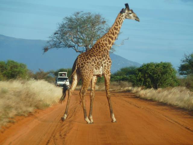 News - Central: die wunderschnen Nationalparks von Kenia